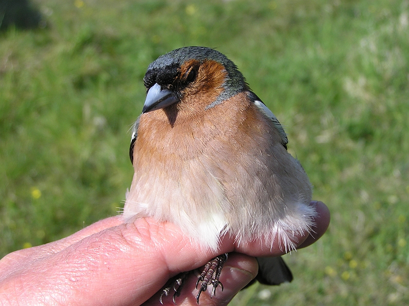 Common Chaffinch, Sundre 20090520